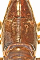 Homarus Gammarus 3